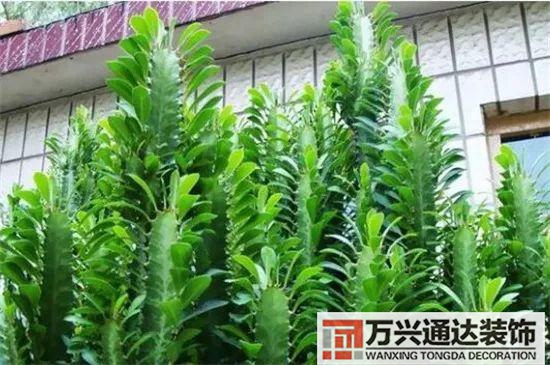 大門(mén)植物風(fēng)水大門(mén)前種什么植物風(fēng)水好