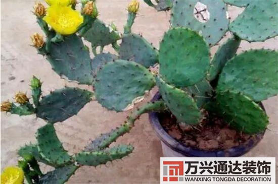 大門(mén)植物風(fēng)水大門(mén)前種什么植物風(fēng)水好