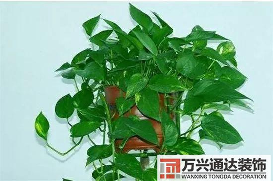 大門(mén)植物風(fēng)水大門(mén)前種什么植物風(fēng)水好
