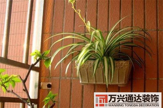 大門(mén)植物風(fēng)水大門(mén)前種什么植物風(fēng)水好
