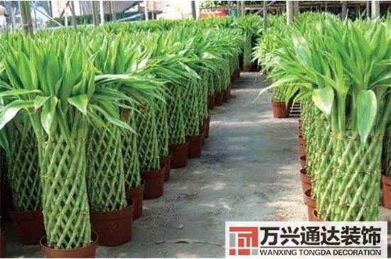 大門(mén)植物風(fēng)水大門(mén)前種什么植物風(fēng)水好