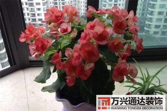 大門(mén)植物風(fēng)水大門(mén)前種什么植物風(fēng)水好