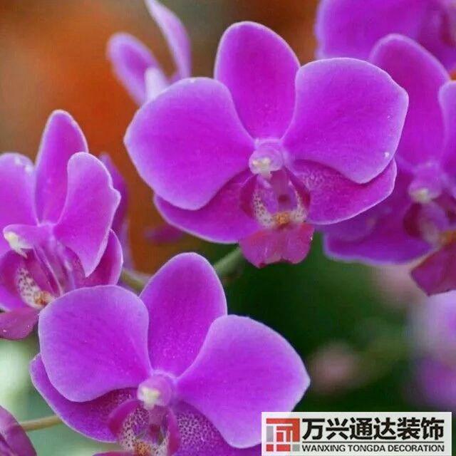 大門(mén)植物風(fēng)水大門(mén)前種什么植物風(fēng)水好
