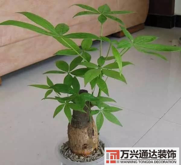 風水家里養什么花好在風水上家里養什么花最好