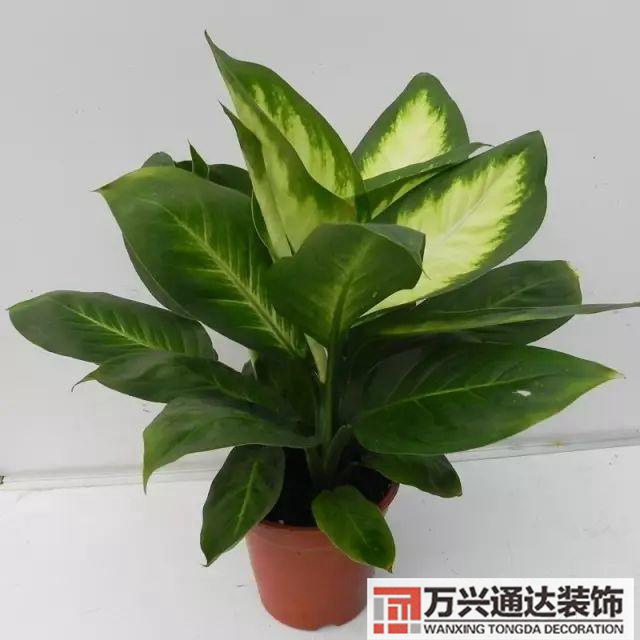 風水家里養什么花好在風水上家里養什么花最好