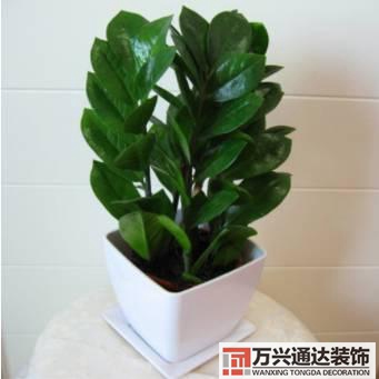 長壽花風水家里適合養(yǎng)長壽花風水