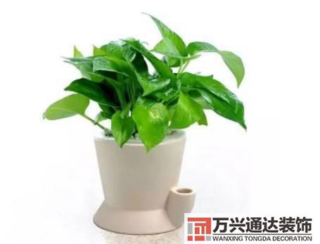 長壽花風水家里適合養(yǎng)長壽花風水