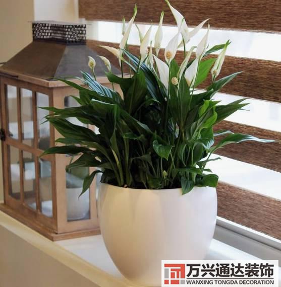 長壽花風水家里適合養(yǎng)長壽花風水