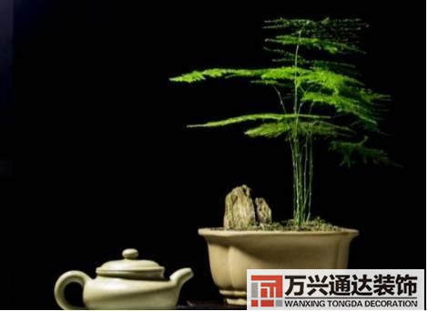 長壽花風水家里適合養(yǎng)長壽花風水
