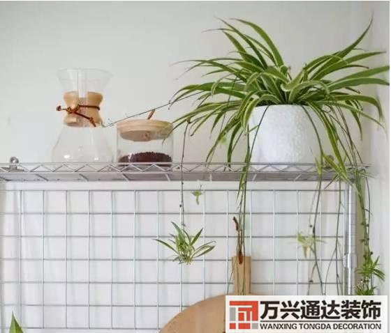 長壽花風水家里適合養(yǎng)長壽花風水