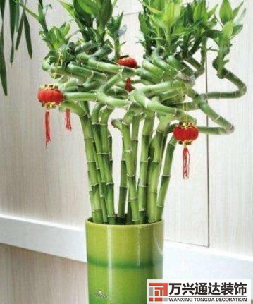 長壽花風水家里適合養(yǎng)長壽花風水