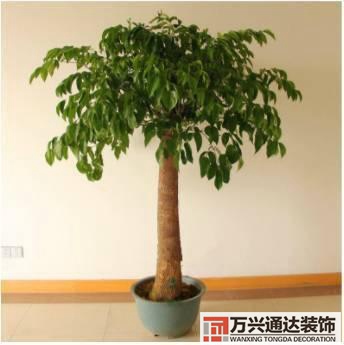 長壽花風水家里適合養(yǎng)長壽花風水