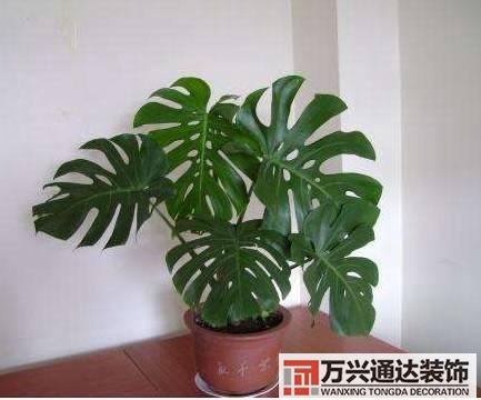 長壽花風水家里適合養(yǎng)長壽花風水