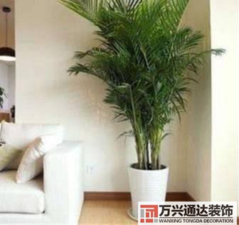 長壽花風水家里適合養(yǎng)長壽花風水