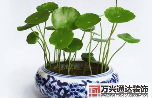 長壽花風水家里適合養(yǎng)長壽花風水